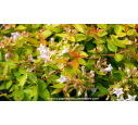 ABELIA grandiflora 'Caramel Charm'