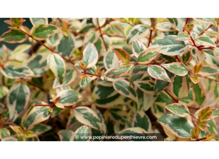 ABELIA grandiflora 'Tricolor Charm'