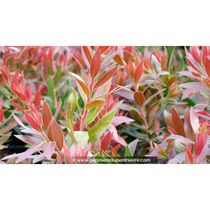 CALLISTEMON viminalis 'Red Rocket'