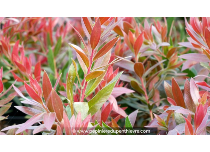 CALLISTEMON viminalis 'Red Rocket'