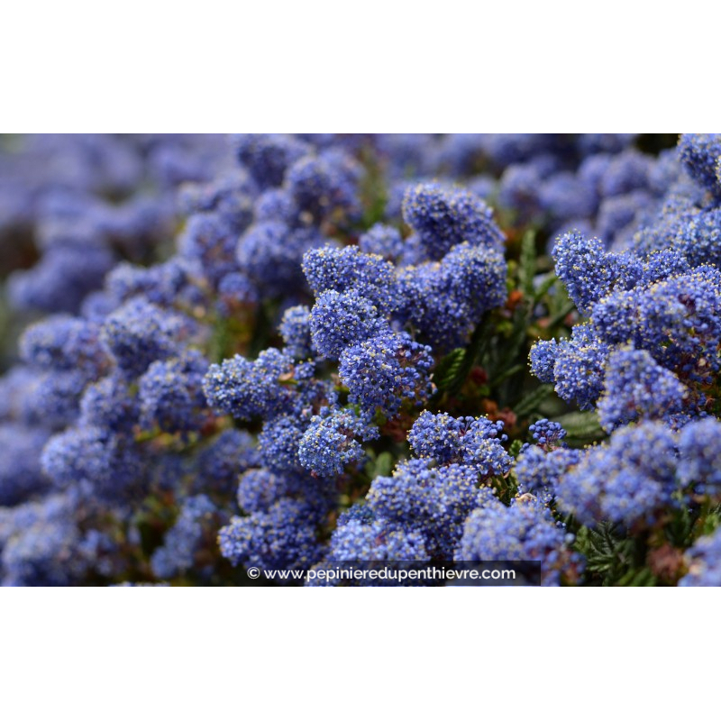 CEANOTHUS	impressus 'Victoria'