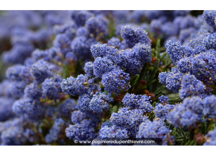 CEANOTHUS	impressus 'Victoria'