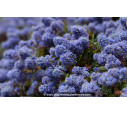 CEANOTHUS	impressus 'Victoria'