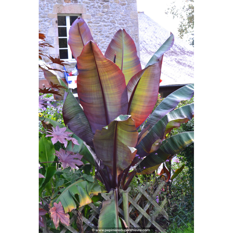 ENSETE ventricosum 'Maurelii'