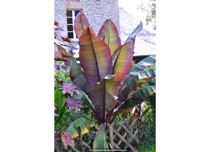 ENSETE ventricosum 'Maurelii'