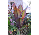 ENSETE ventricosum 'Maurelii'