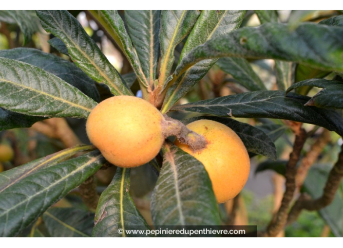 NÉFLIER DU JAPON - ERIOBOTRYA japonica