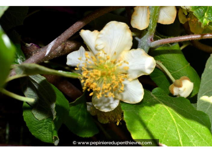 NÉFLIER DU JAPON - ERIOBOTRYA japonica