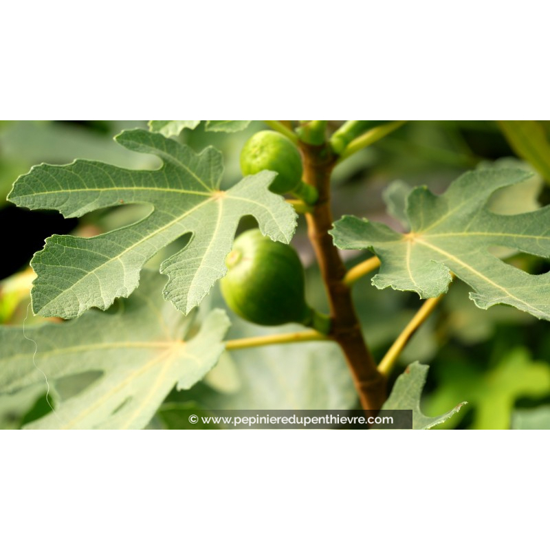 FIGUIER 'Noir de Caromb'