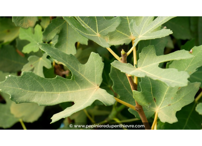 FIGUIER 'Noir de Caromb' FIGUIER 'Noir de Caromb'