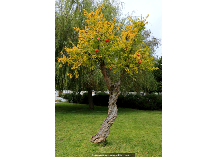 GRENADIER 'Fina Tendral'