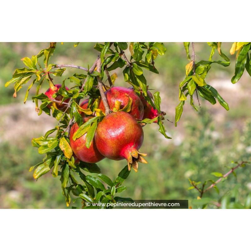 GRENADIER 'Fina Tendral'