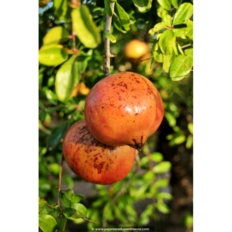 GRENADIER 'Mollar de Elche'