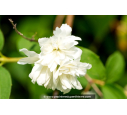 PHILADELPHUS 'Snowflake'