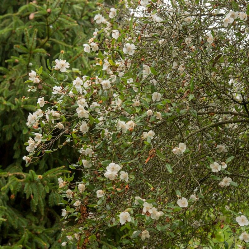 EUCRYPHIA 'Rostrevor', persistant, exotique Pépinière du Penthièvre