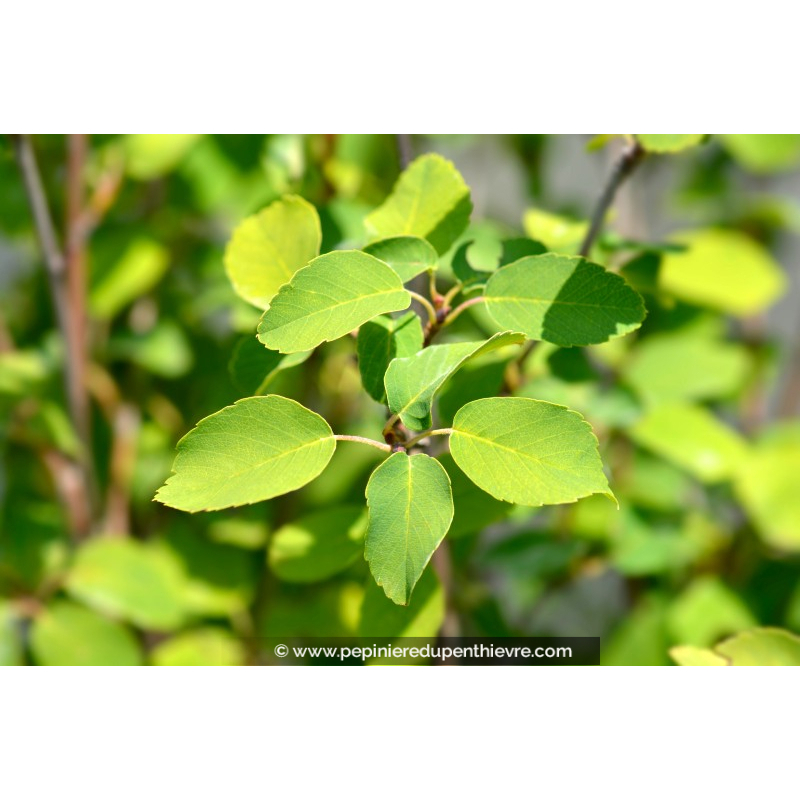 AMELANCHIER alnifolia 'Obelisk'