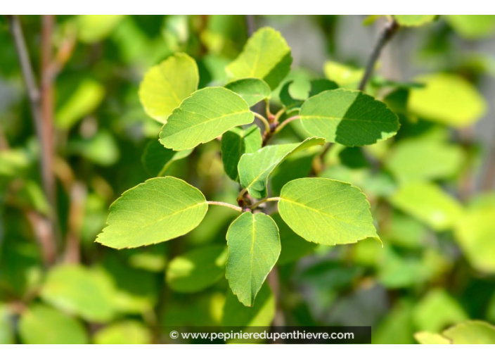 AMELANCHIER alnifolia 'Obelisk'