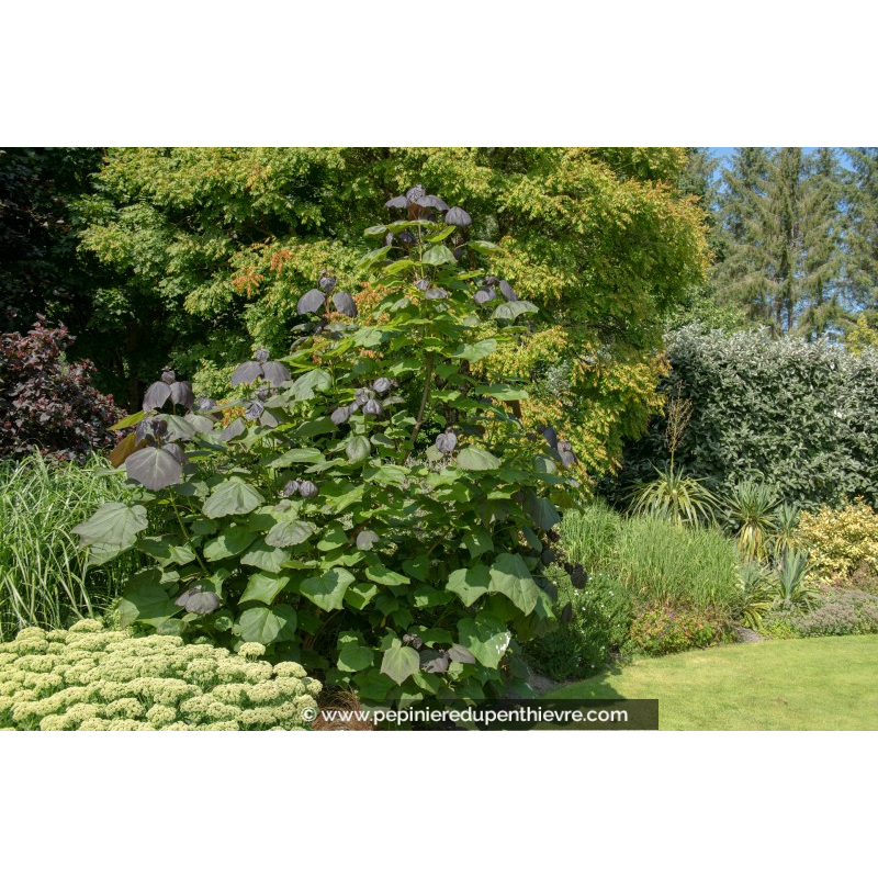CATALPA erubescens 'Purpurea'