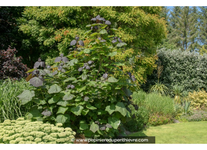 CATALPA erubescens 'Purpurea'