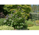 CATALPA erubescens 'Purpurea'