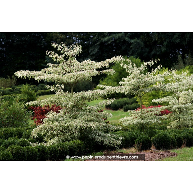 CORNUS controversa 'Variegata'