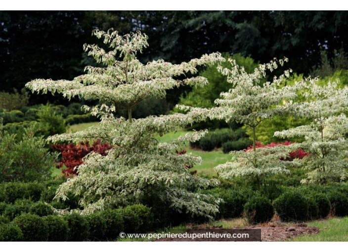 CORNUS controversa 'Variegata'