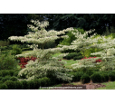 CORNUS controversa 'Variegata' CORNUS controversa 'Variegata'