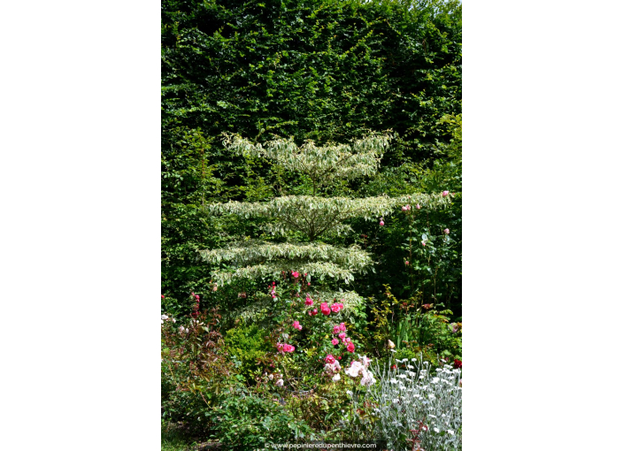 CORNUS controversa 'Variegata' CORNUS controversa 'Variegata'