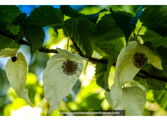 DAVIDIA involucrata