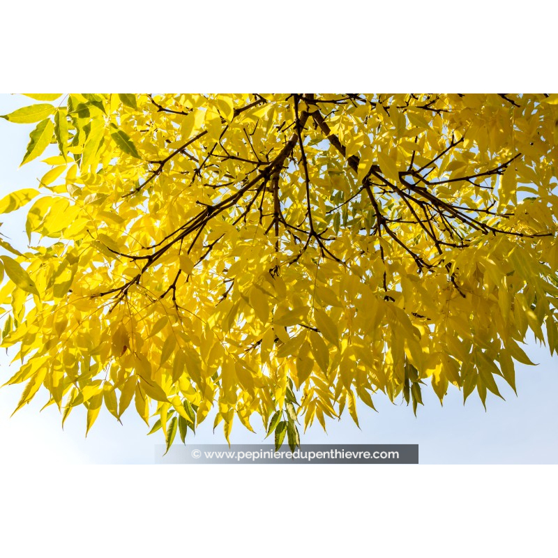 FRAXINUS excelsior 'Jaspidea'