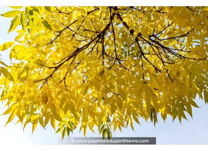 FRAXINUS excelsior 'Jaspidea'