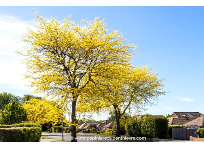 GLEDITSIA triacanthos 'Sunburst'
