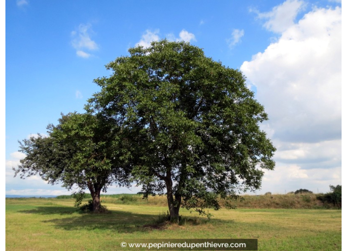 JUGLANS regia