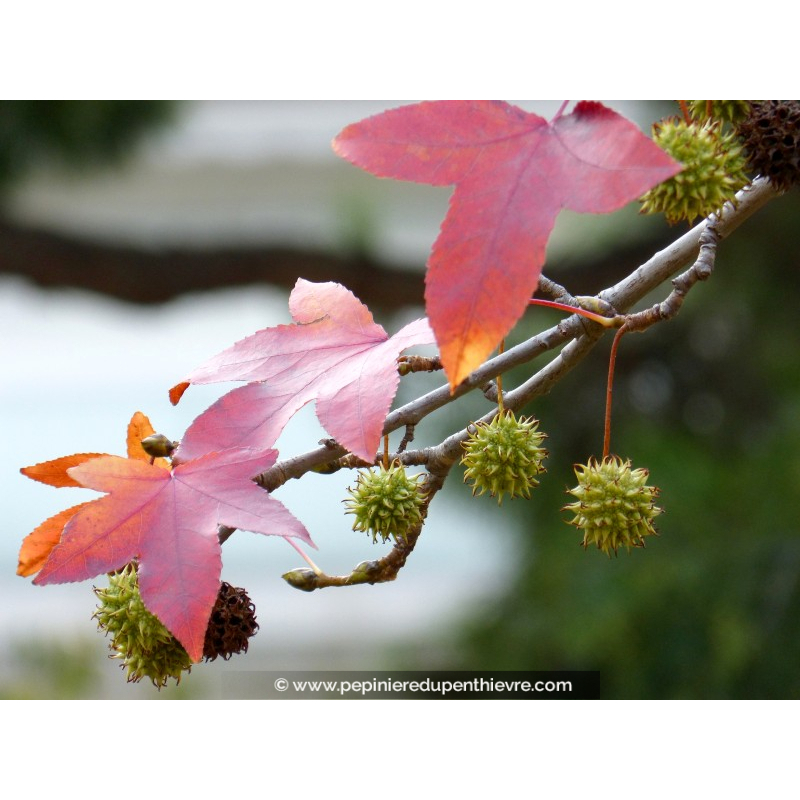 LIQUIDAMBAR styraciflua