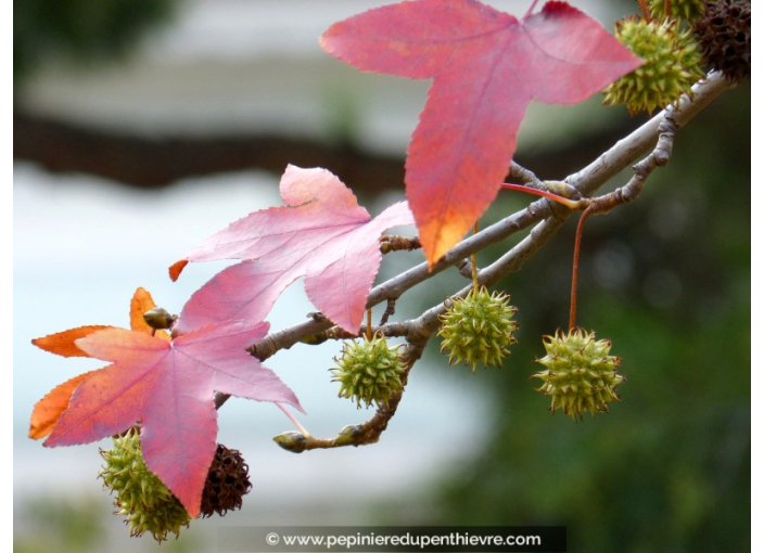 LIQUIDAMBAR styraciflua