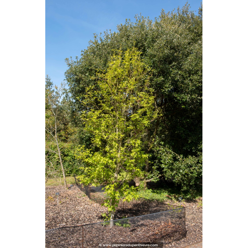 LIQUIDAMBAR styraciflua 'Slender Silhouette'