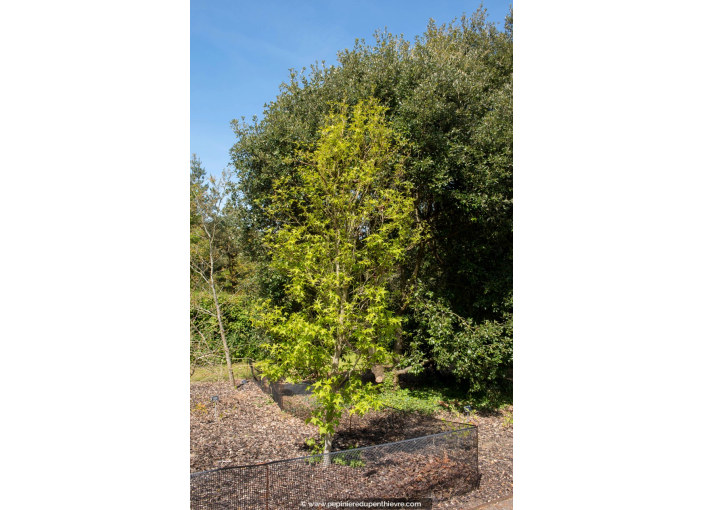 LIQUIDAMBAR styraciflua 'Slender Silhouette'