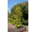 LIQUIDAMBAR styraciflua 'Slender Silhouette'