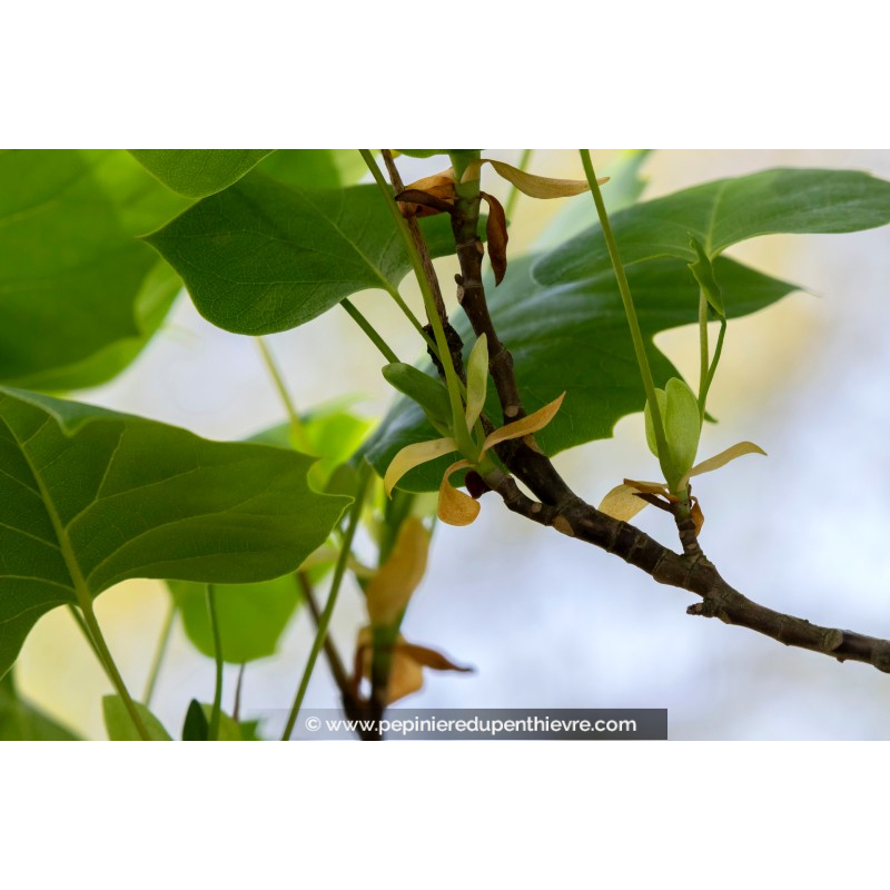 LIRIODENDRON tulipifera 'Fastigiatum'