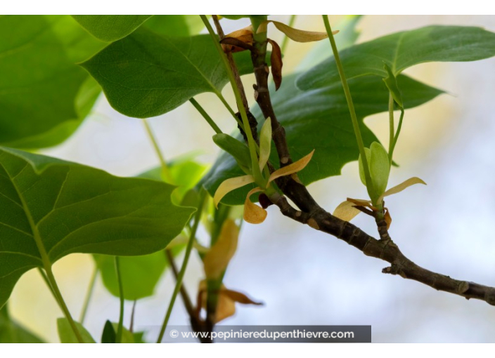 LIRIODENDRON tulipifera 'Fastigiatum'