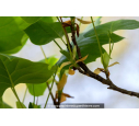 LIRIODENDRON tulipifera 'Fastigiatum' LIRIODENDRON tulipifera 'Fastigiatum'