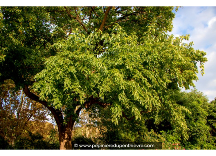 MACLURA pomifera