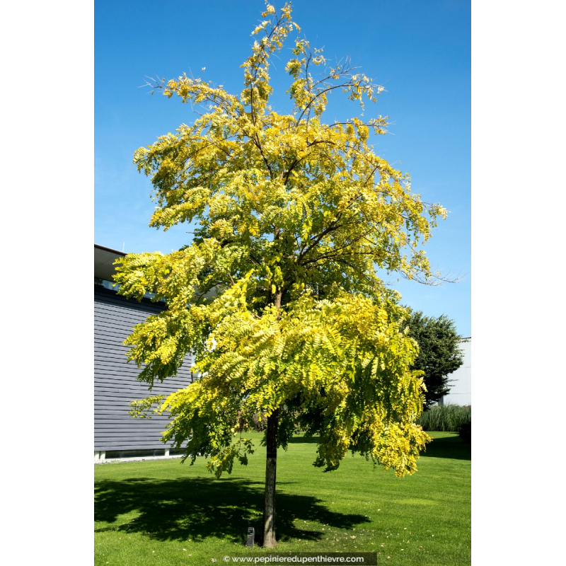 ROBINIA pseudoacacia 'Frisia'