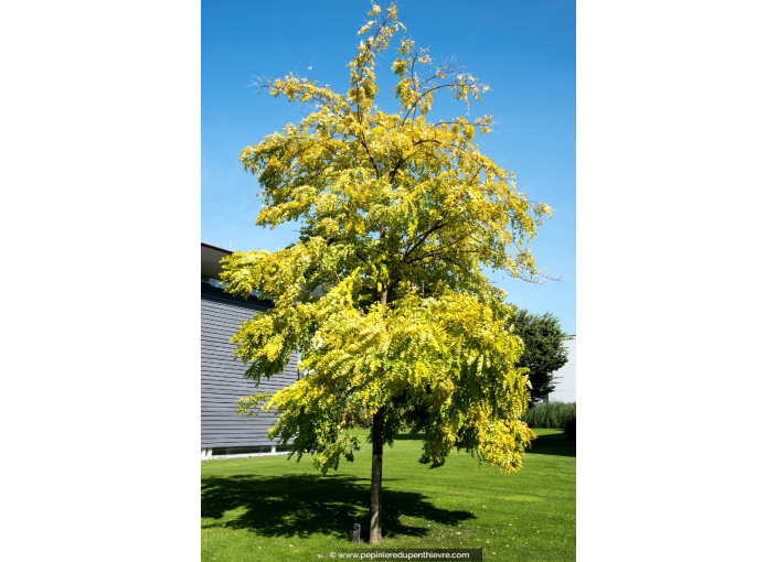 ROBINIA pseudoacacia 'Frisia'