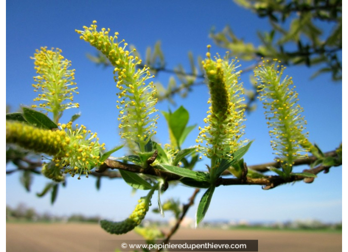 SALIX alba