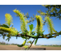 SALIX alba