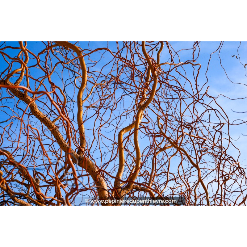 SALIX babylonica 'Tortuosa'
