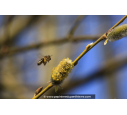 SALIX caprea