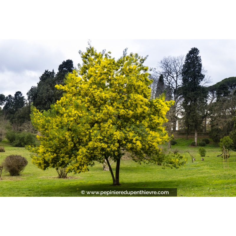 ACACIA dealbata (de greffe)
