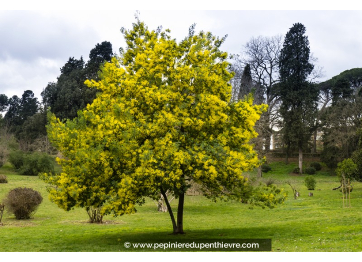 ACACIA dealbata (de greffe)